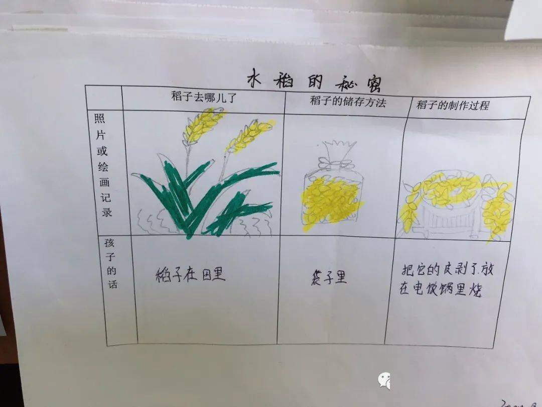 幼儿园水稻调查表图片