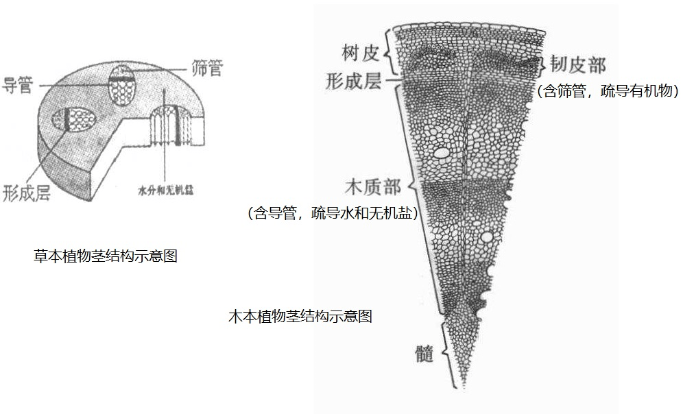 中考生物识图题常用结构示意图汇总,复习必备!