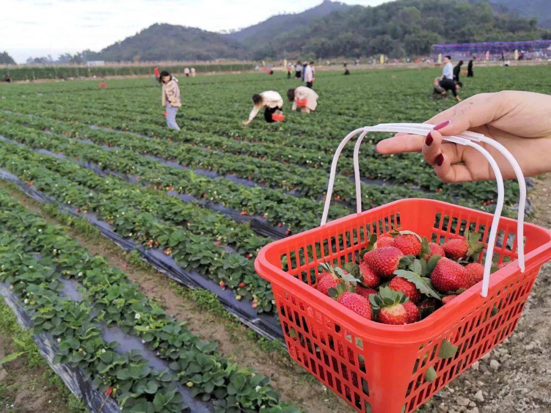 4折开抢 | 06188抢中山温泉2人套票,送自摘草莓一斤,赏四季花海!