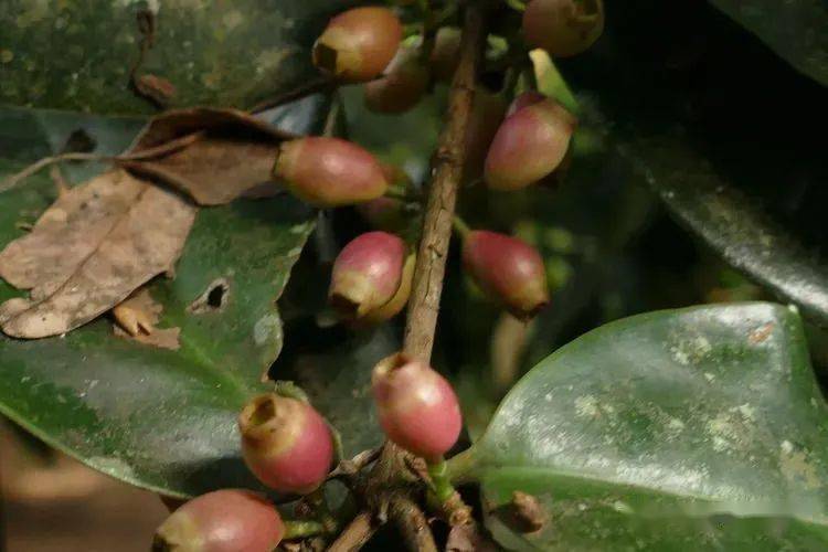 asperrima野牡丹科鸭跖草科 紫露草属428