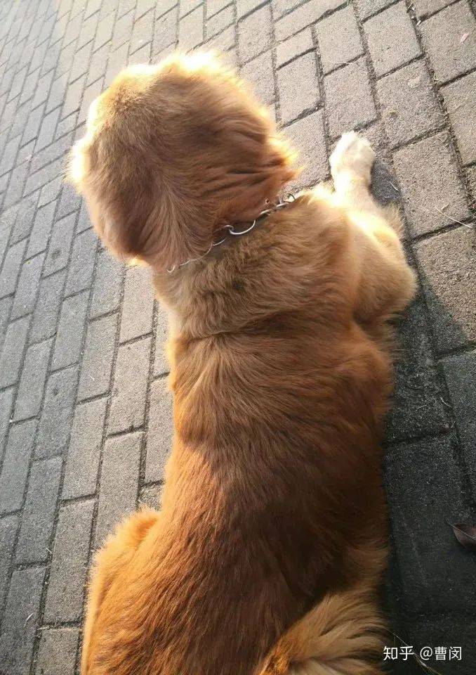當普通狗狗看到警犬時，會覺得是警察來了嗎？ 萌趣萌寵 第3张