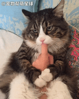 嘬手指表情包 139e7624082f4533908e33d3063e7b54.gif