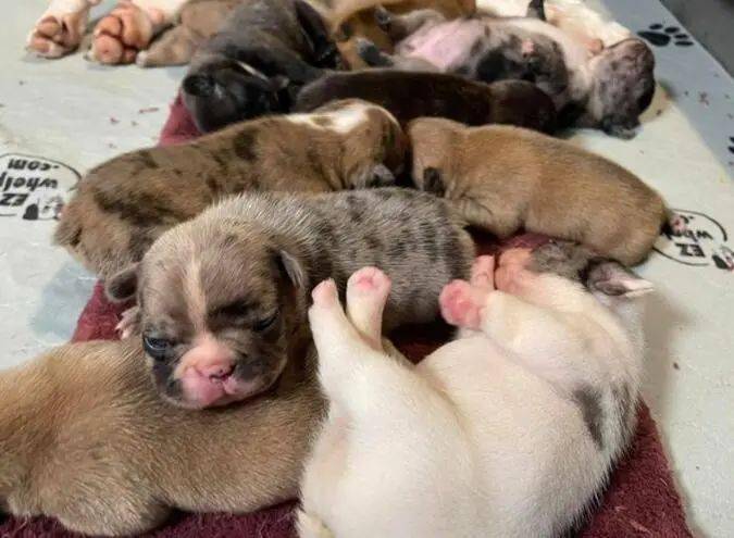 一堆堆的小狗成倍的可爱