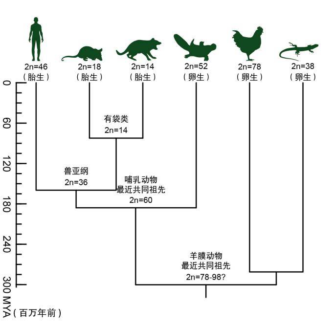 重磅|鸭嘴兽和人类有着共同祖先？来听听Nature重磅成果解读