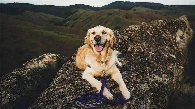 如何给狗狗剪眼睛部位的毛 574be4b372384daaa8d5c340e9d7ef67.jpeg