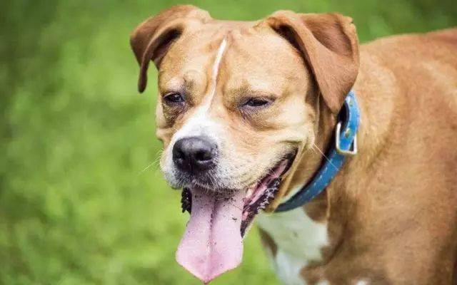 保护食物是狗狗的一种本能.