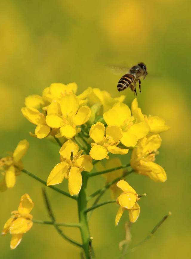 影像志看蜜蜂在油菜花丛中飞是不是春天马上要来