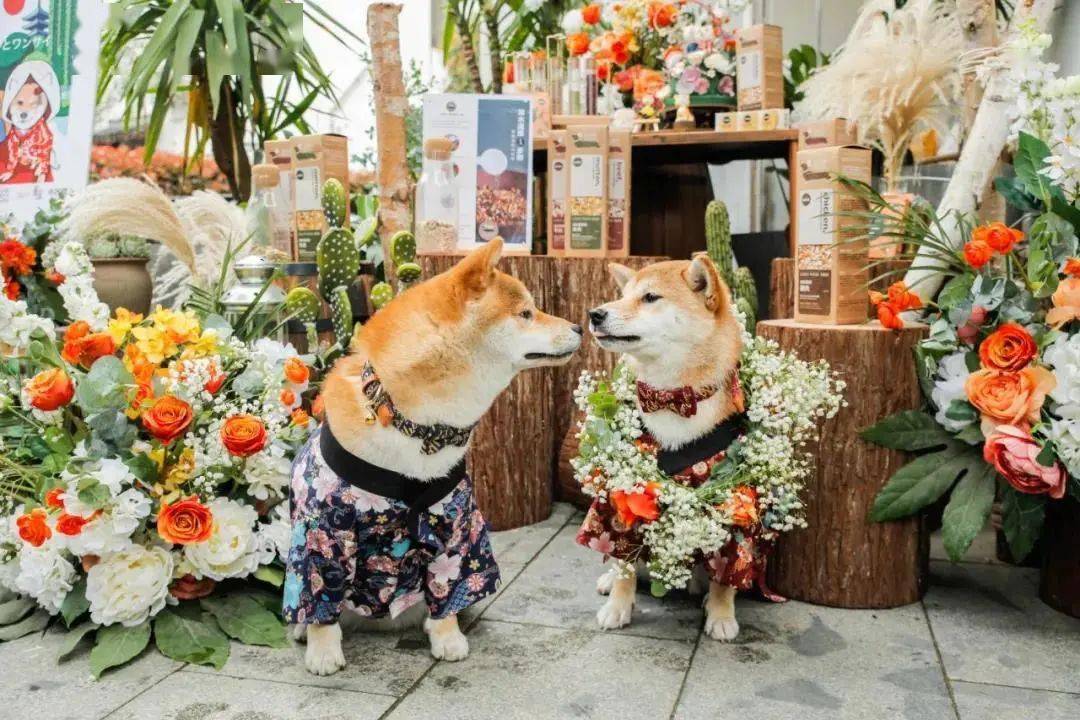 懿宠游丨萌宠年终大聚会