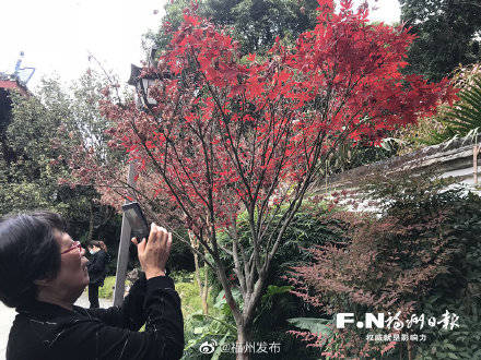 福州：枫叶红 暖寒冬
