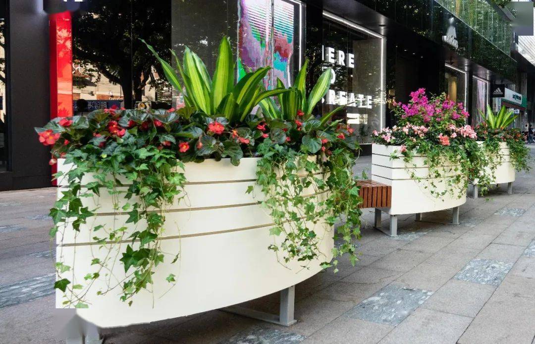 百花齐放黄浦区街头四季特色花卉布置大盘点