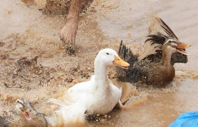 200万赞!石家庄这段"抓鸭子"的视频火了,网友:可可爱爱