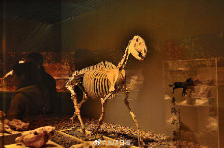 标本|和政古动物化石博物馆：这里曾是一片动物的天堂