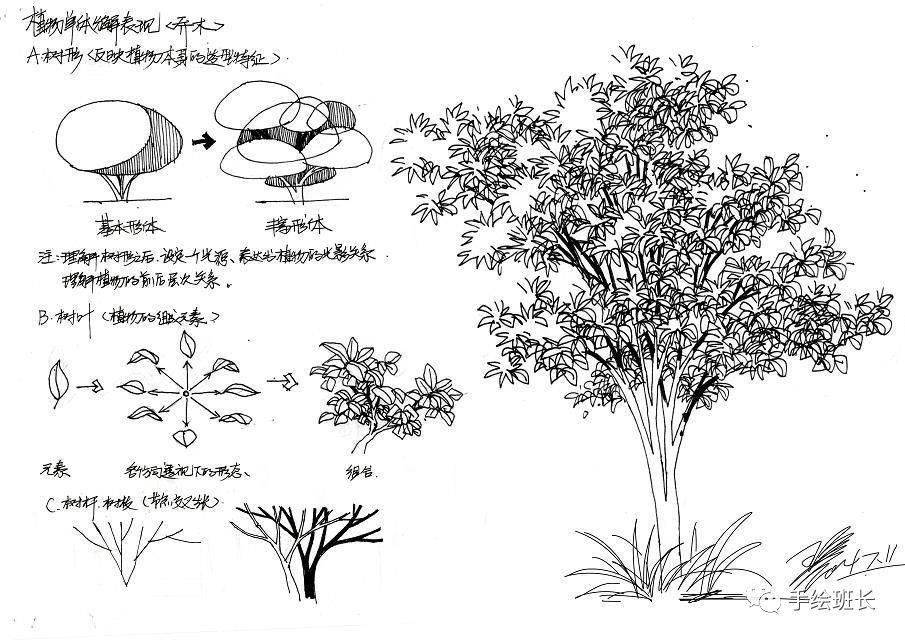 手繪學習景觀設計手繪中輪廓植物的表現