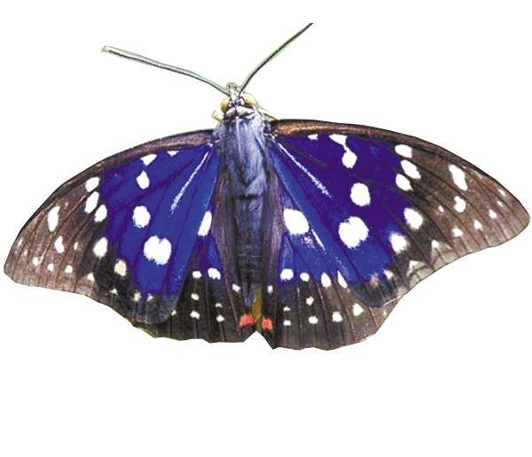 认知馆丨国蝶你知道几种