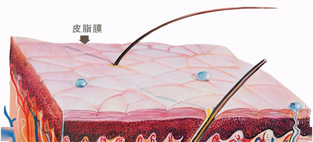 皮肤细胞中细胞液浓度高于外界的液态水,因此为了维持渗透压平衡皮肤