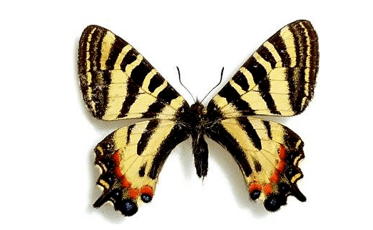 中华虎凤蝶·大美秦岭