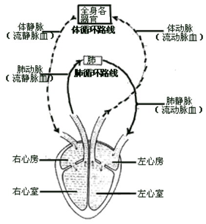 哪些属于高强度有氧 3133aca747b848a0aa9f79e76699f7a2.png