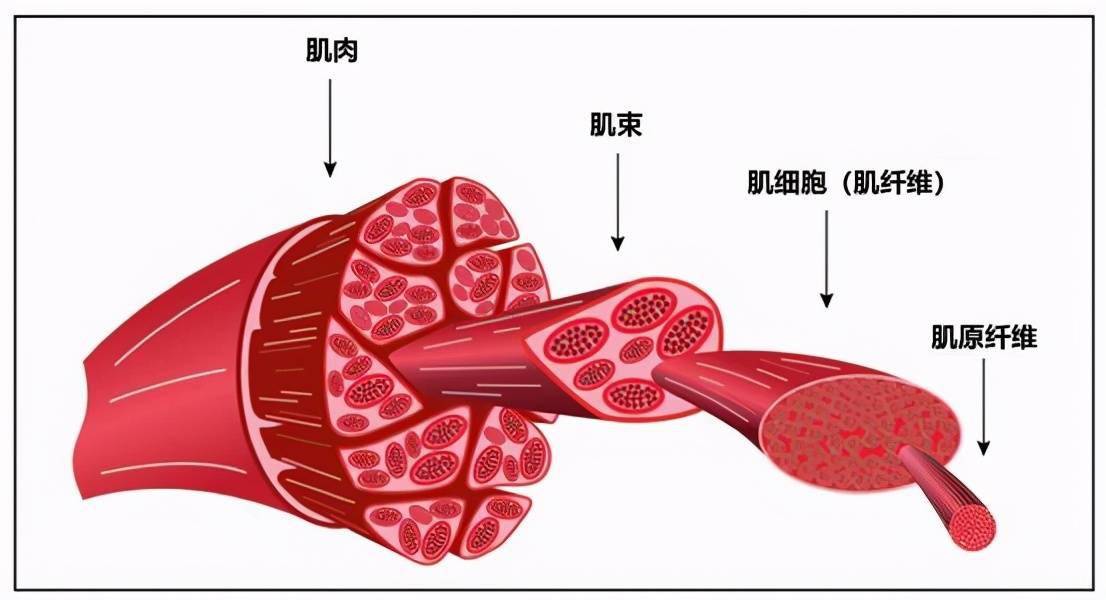 肌内膜 肌外膜 肌束膜图片