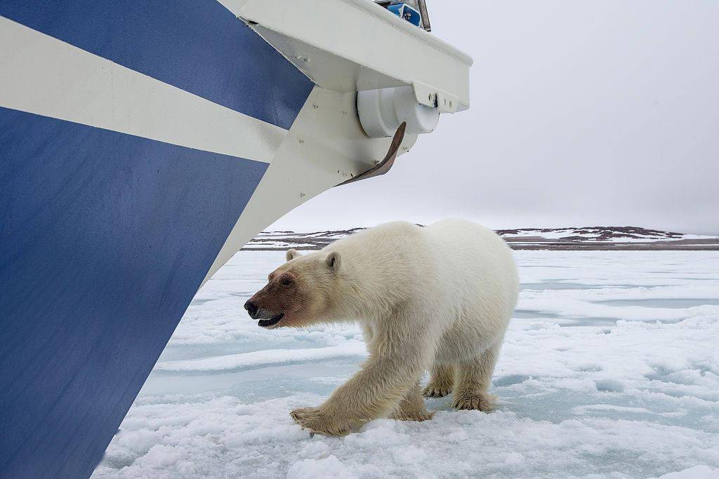 挪威北极熊 64a0241dec2647f4bc7589bdbab4faaa.jpeg