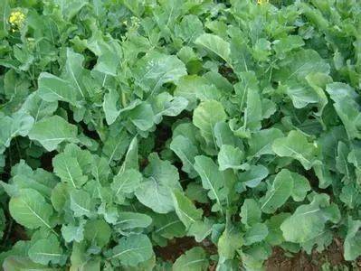 油菜偏矮怎么办