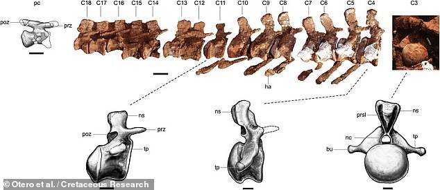 研究|阿根廷出土9800万年前恐龙化石，或为史上最大陆生动物