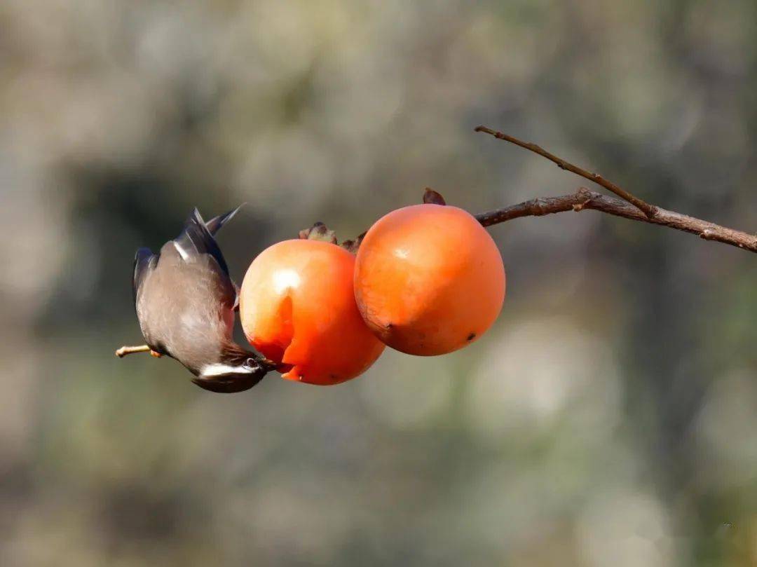富民柿花上的精灵