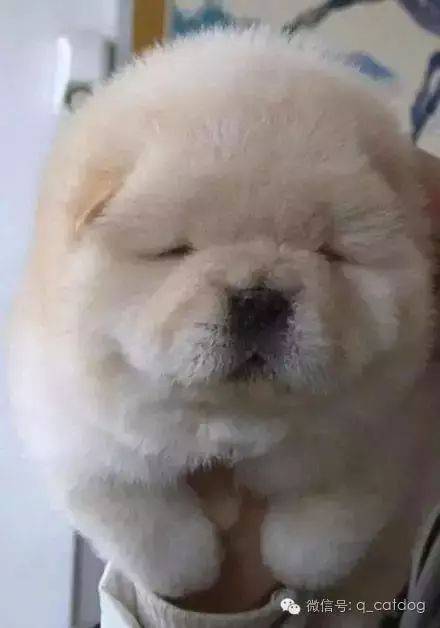長個熊樣，對得起你爸媽嗎？ 萌趣萌寵 第26张