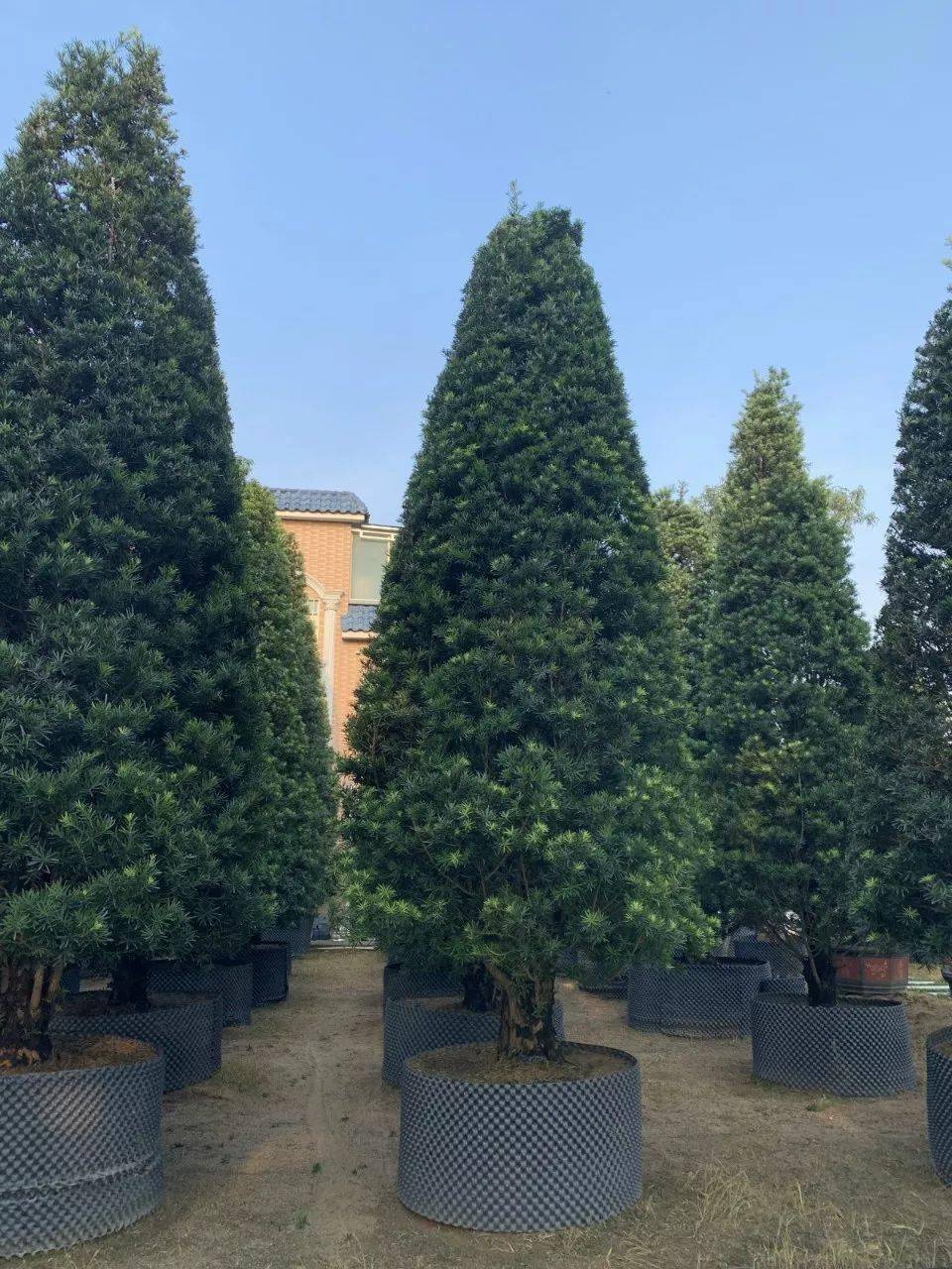 苗木界的口红罗汉松