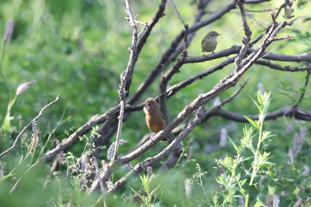 泰山野生鸟类增至346种