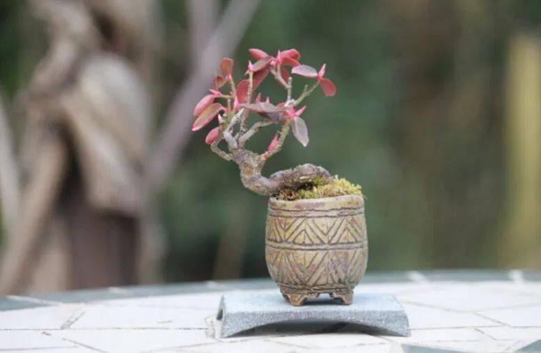 (收藏)袖珍盆景,你还能再小点吗?
