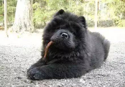 長個熊樣，對得起你爸媽嗎？ 萌趣萌寵 第16张