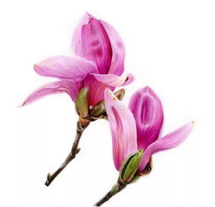 彩铅花卉欣赏,美美哒花卉素材