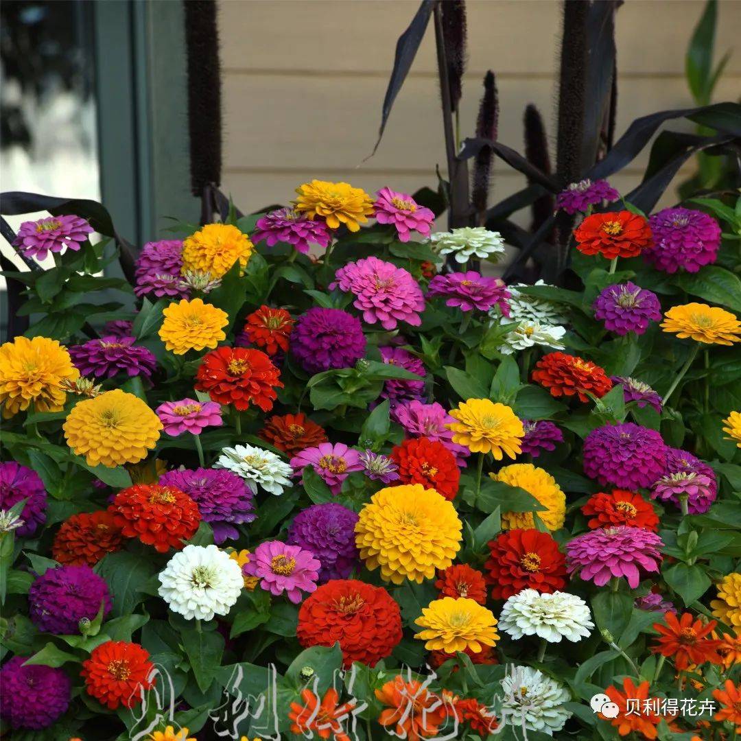 百日草许你百日繁花和无限热情