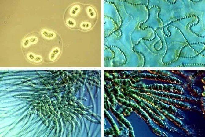 水里的微生物图片大全图片