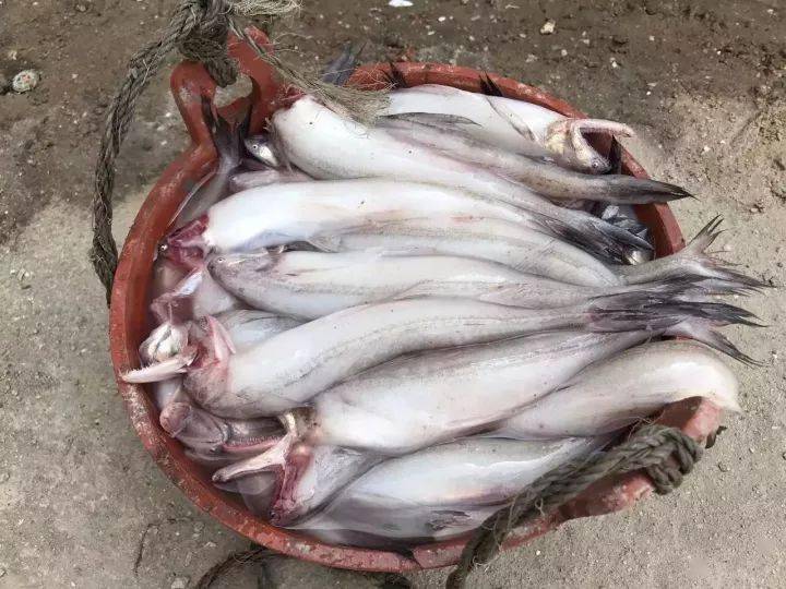 潮食细赏佃鱼滋味不得了