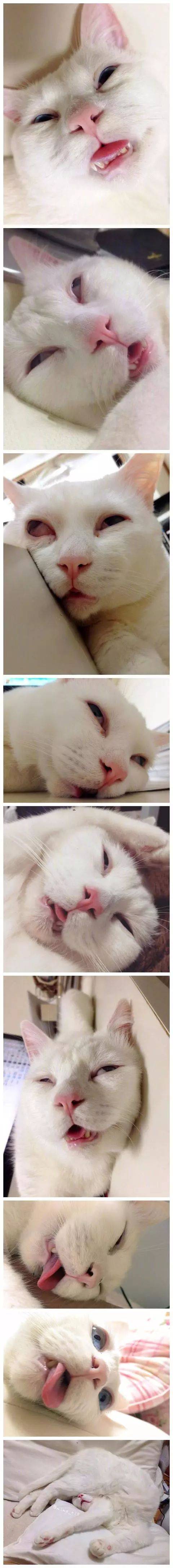 它清醒時有著盛世美顏，但一旦睡著...太可怕了！ 萌趣萌寵 第4张