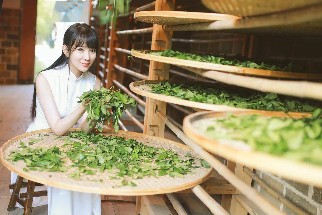 大红袍为什么被称为“茶中之王,万病之药”!