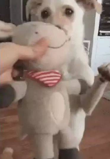 田園犬過生日，主人給它准備了一個大驚喜，狗狗的表現太暖心！ 萌趣萌寵 第2张