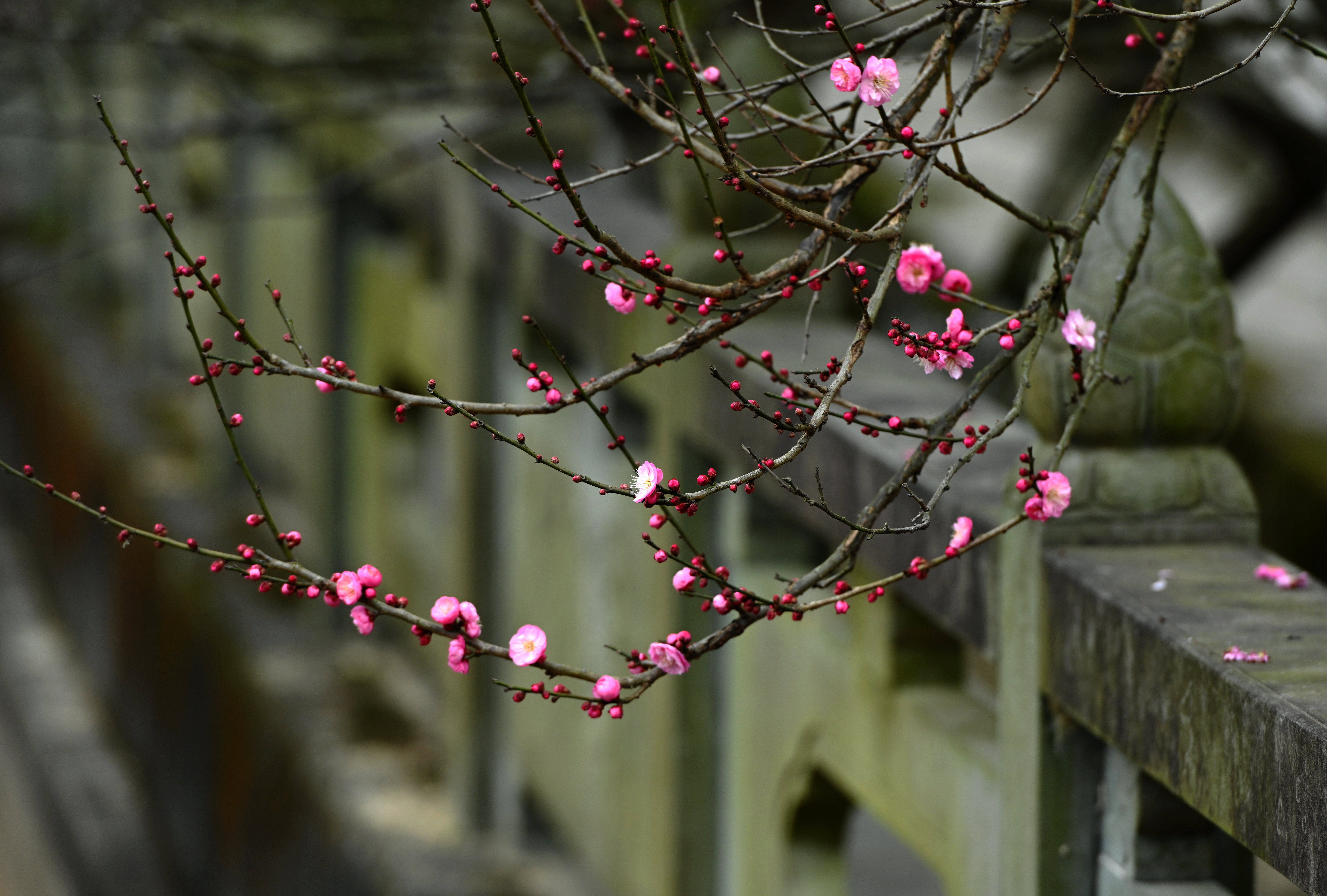 "大寒"时节梅花香