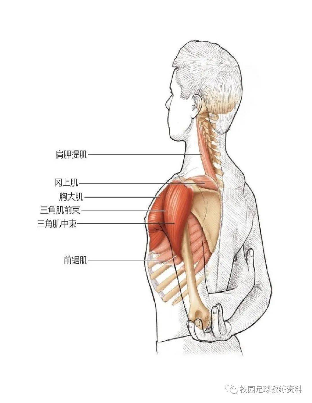 拉伸運動系統訓練