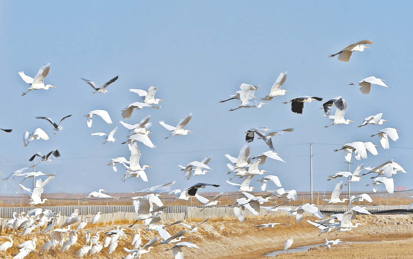 湿地生态好群鸟翩翩飞