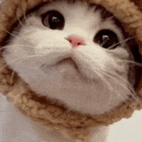 小泡芙猫表情包图片