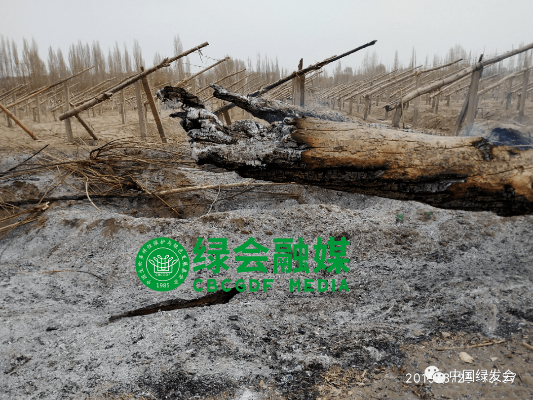 据悉,敦煌阳关林场这条"西锁沙龙,东保绿洲"的防风固沙生命线,近十余