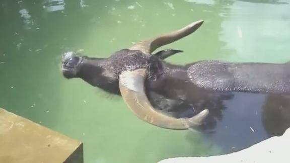 农村人都知道水牛会潜水没有人知道它能潜多久