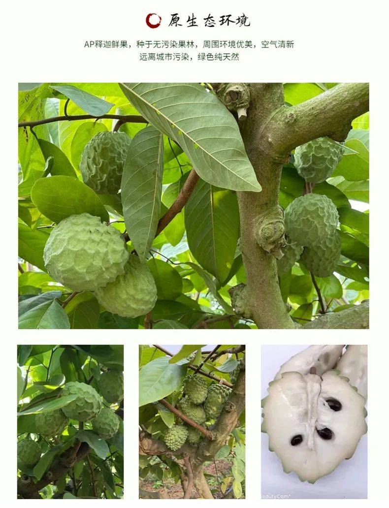 ap释迦果新鲜水果89元起购中大果大果净5斤装如同冰淇淋一般软糯嫩滑