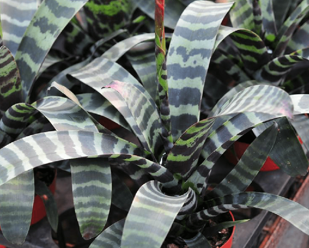 虎纹凤梨怎么养如何避免叶片卷曲和病斑注意这几点栽培更省心