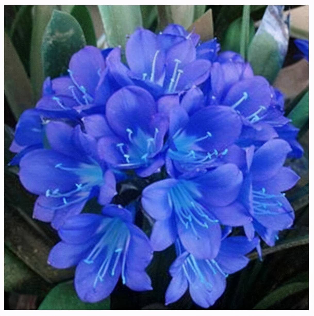 每年一到购买花草的旺季,蓝色君子兰就出来了.