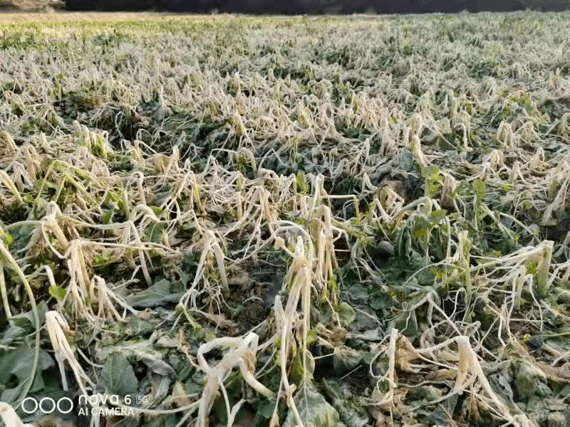 油菜防冻走好六步棋三农服务热线