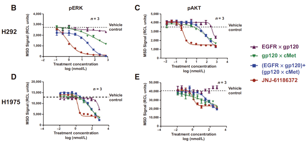双抗研发应用MSD案例2：竞争配体结合，IC50 & 磷酸化蛋白定量 （拟突破性治疗药）_细胞