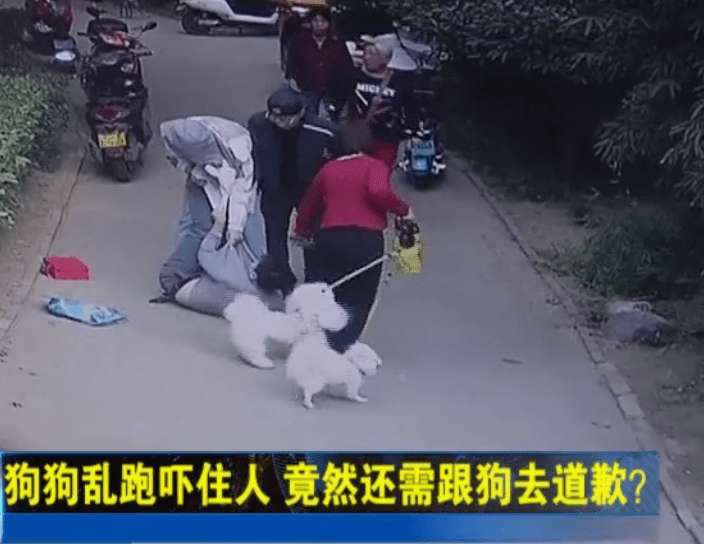 男子被要求向狗道歉！